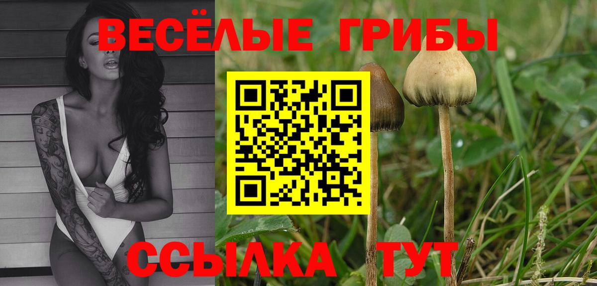Славгород  Псилоцибиновые грибы мухоморы  купить наркоту  Вход с VPN  Галлюциногенные грибы прущие грибы 